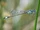 Blue-tailed Damselfly