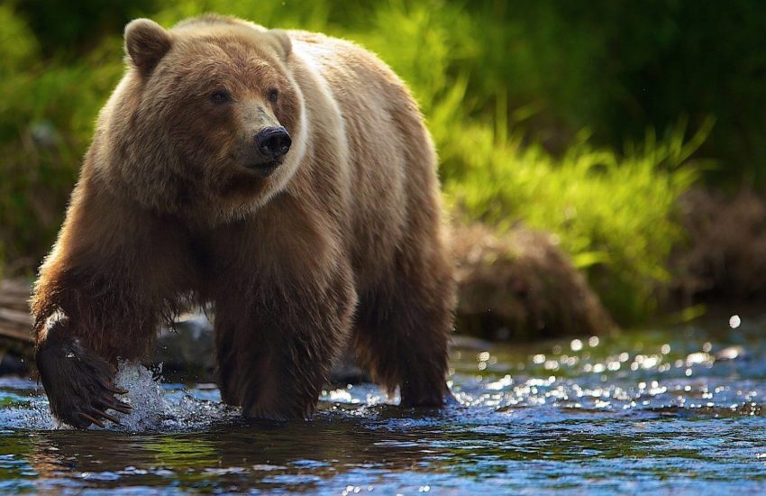 Brown Bears, Nature