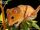 Golden Mouse