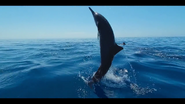 Our Oceans (2024)
