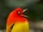Flame Bowerbird