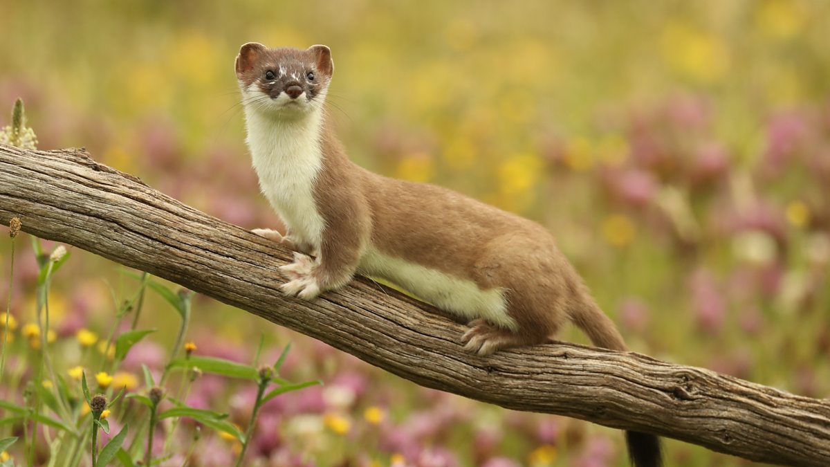 Least weasel - Wikipedia