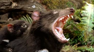Symphony of the Wild (2015)