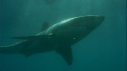 List of Species in The Blue Planet | NatureRules1 Wiki | Fandom List of Species in The Blue Planet | NatureRules1 Wiki | Fandom