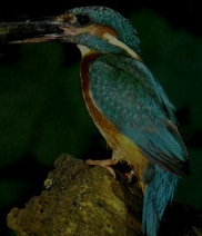 Belted Kingfisher, NatureRules1 Wiki