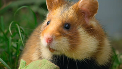 Campbell's Dwarf Hamster, NatureRules1 Wiki