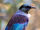 Tui