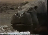 Wildlife Warriors (1995)