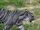 Maltese Tiger
