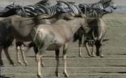 Africawatch (1989)
