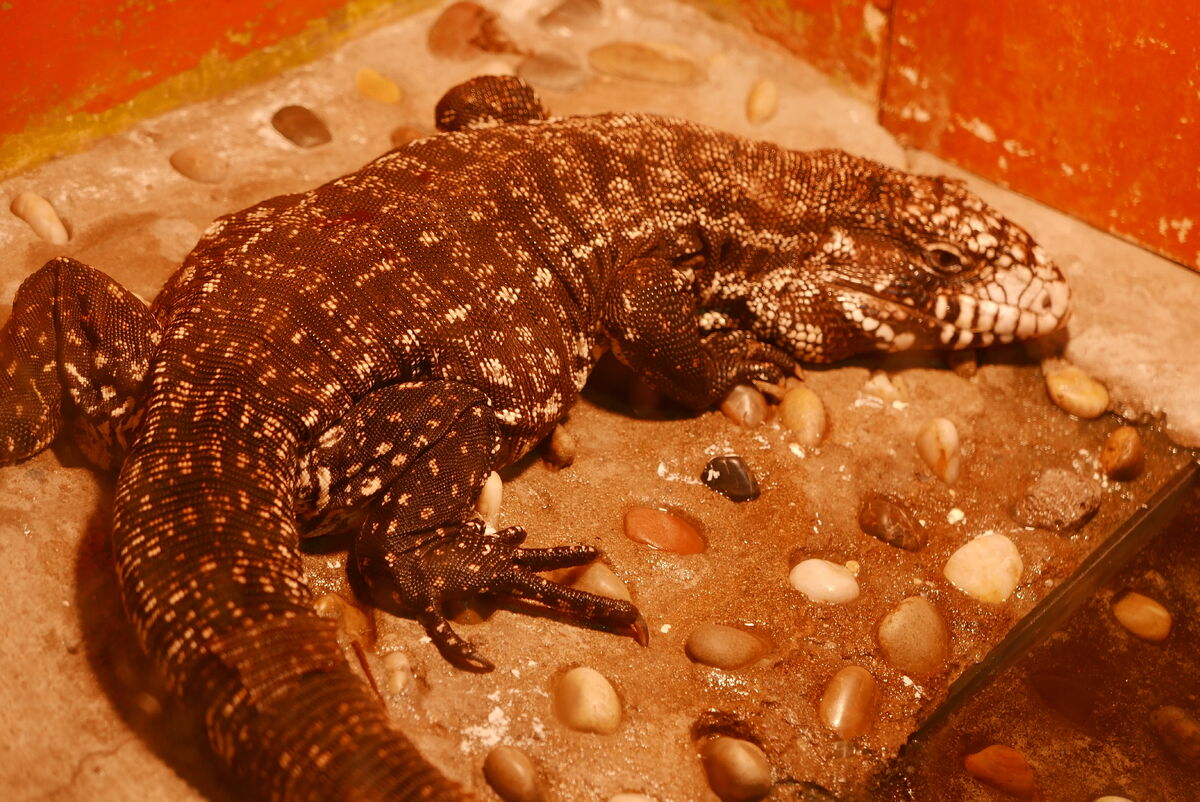 Argentine Black and White Tegu NatureRules1 Wiki Fandom