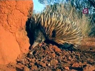 Burning Heart (1998)