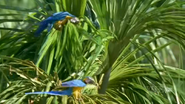 Deep Jungle (2005)