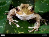 Fiji Tree Frog