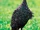 Helmeted Guineafowl