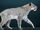 Homotherium