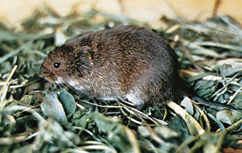 Northern Collared Lemming, Wild Kratts Wiki