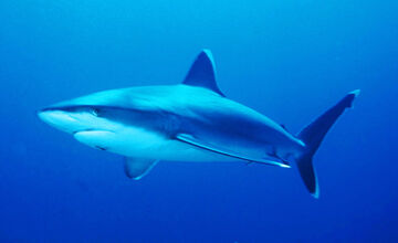 Tiger Shark, NatureRules1 Wiki