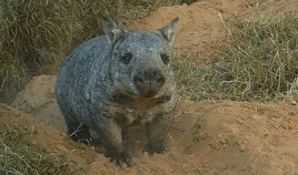 Wombat, Northern Hairy-nosed