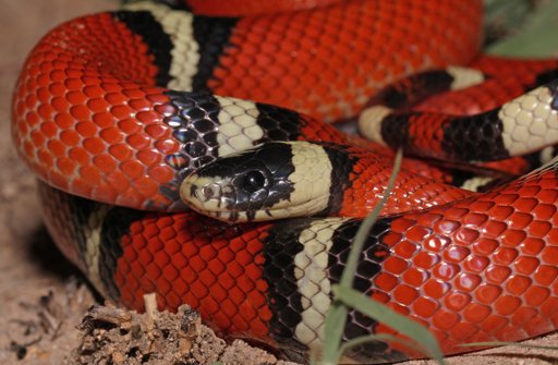 Red milk snake - Wikipedia