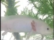 Amazing Animals (1996-1999)