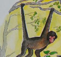 File:Macaco-Aranha (Red-Faced Spider Monkey).jpg - Wikipedia