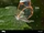 Glasswing Butterfly