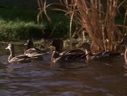 Homeward Bound: The Incredible Journey (1993)
