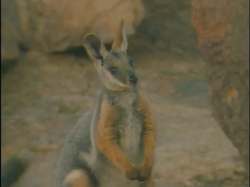 Black-flanked Rock Wallaby, NatureRules1 Wiki