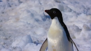 Penguins (2019)