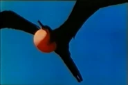 Sauvage Et Beau (1984)