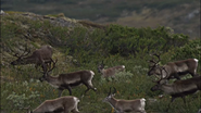 Wild Nordic (2019)