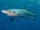 Blue Shark