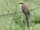Black-billed Cuckoo