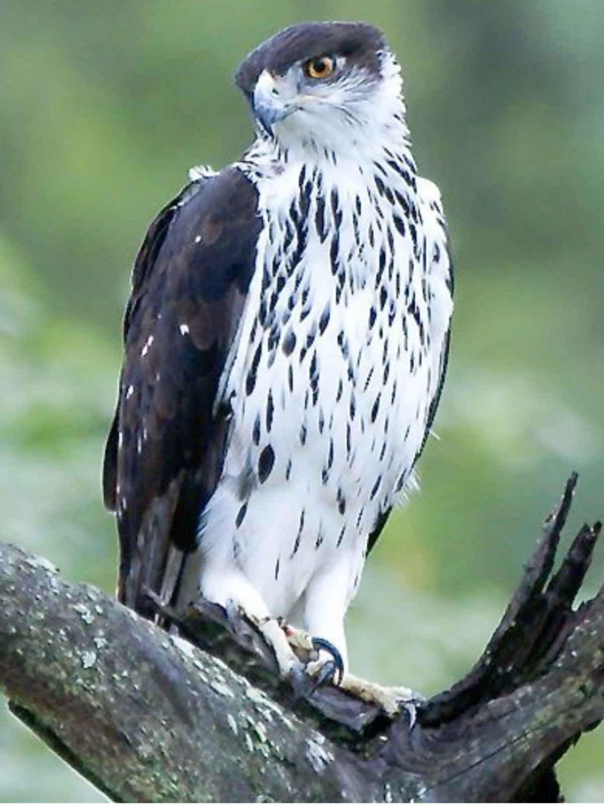 African Hawkeagle NatureRules1 Wiki Fandom