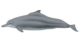 Atlantic Humpback Dolphin