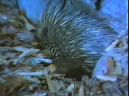 Bower Bird Blues (1997)