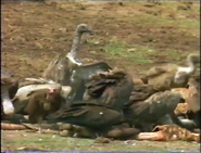 Luangwa: Return to Death Valley (1997)