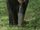 Mandrill