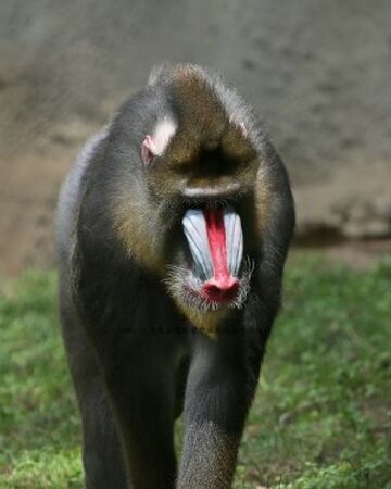 Papo Affe Mandrill Mandrillaffe 50121