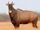 Nilgai