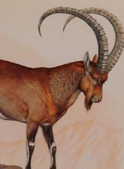 Walia Ibex | NatureRules1 Wiki | Fandom