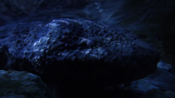 giant salamander planet earth