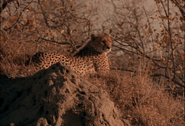 Running Wild (1992)