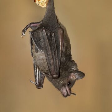 Silky short-tailed bat - Wikipedia