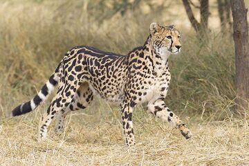 Cheetah - Wikipedia