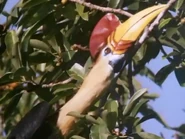 The Life of Birds (1998)