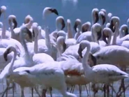 The Living Planet (1984)