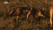 Wild 24 (2016)