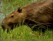 Wildlife on One (1977-2005)